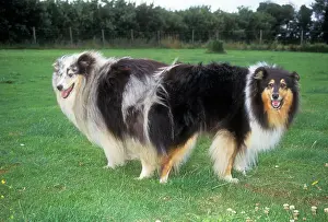 Tied: DOGS - mating, tied
