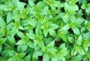 Mercury: Dog's Mercury