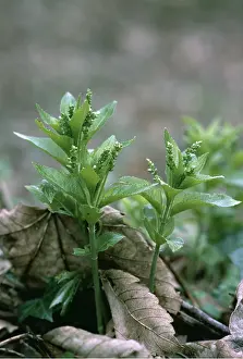 Mercury: DOG'S MERCURY
