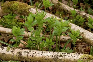 Hazels: Dog's mercury in flower in old woodland, growing