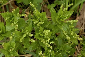 Mercury: Dog's mercury in flower. Old woodland indicator plant