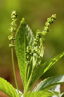 Coppice: Dog's Mercury Mercurialis perennis in flower, in