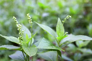 Mercury: Dog's Mercury - Spring