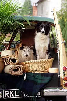 Traveller: Dogs - in back of Morris Minor Traveller 1969 during