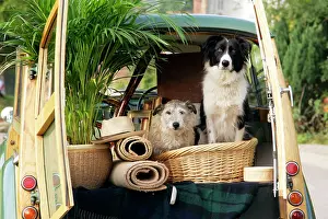 Traveller: Dogs - in back of Morris Minor Traveller 1969 during