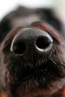 Blurry: Dog's nose, King Poodle