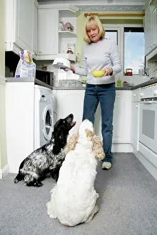 Competing: Two dogs together with owner - competing for dried