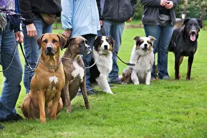 Owners: Dogs - with owners at dog training school