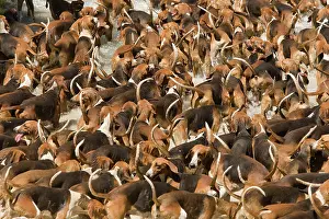 Packs: Dogs - pack of hounds hunting
