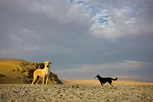 Infinite: Dogs in the Paracas National Reserve Peru