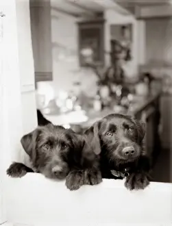 Sophie Gooders: Dogs - Peering from kitchen window