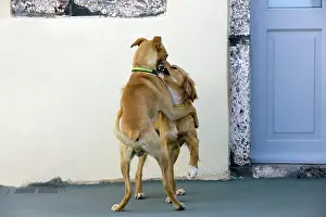 Stray: Dogs - play fighting - Stray