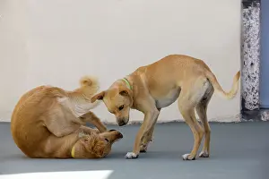 Stray: Dogs - play fighting - Stray