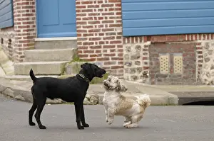 Corniot: Dogs playing in an alley in Yport France