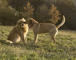Corniot: Two dogs playing France