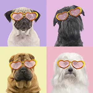 161118: Dogs, Pug, Brussels Griffon, Shar Pei and Coton