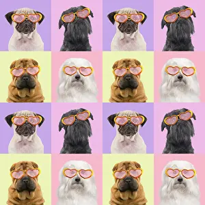 Wrapping: Dogs, Pug, Brussels Griffon, Shar Pei and Coton