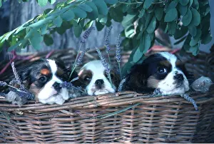 Rows: DOGS - Puppies, In Basket with Lavender