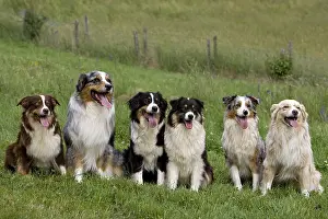 Tranquillity: Dogs race Australian Shepherd sitting in the grass France