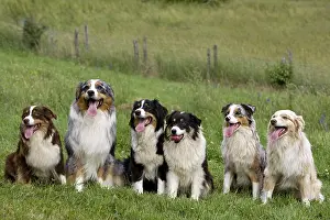 Tranquillity: Dogs race Australian Shepherd sitting in the grass France
