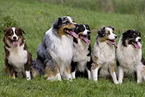 Tranquillity: Dogs race Australian Shepherd sitting in the grass France