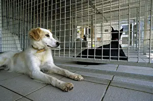 Lost: Dogs resident Refuge of Beauregard Burgundy France