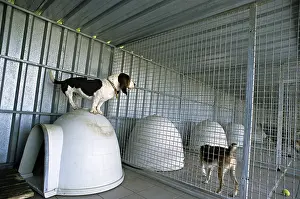 Lost: Dogs resident Refuge of Beauregard Burgundy France
