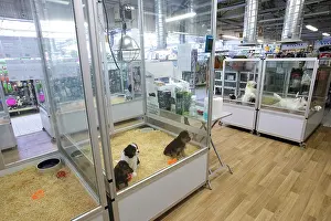 Shops: Dogs for sale in pet shop