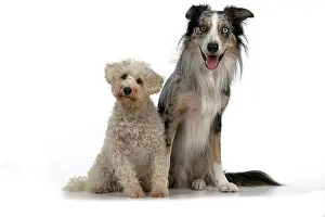 Schnauzer: DOGS. Schnoodle, (Schnauzer X Poodle ) collie X