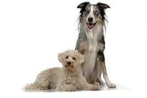 Schnauzer: DOGS. Schnoodle, (Schnauzer X Poodle ) collie X