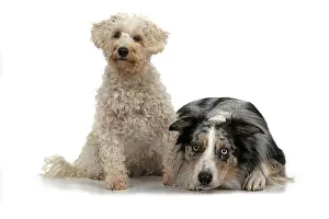 Schnauzer: DOGS. Schnoodle, (Schnauzer X Poodle ) collie X