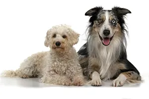 Schnauzer: DOGS. Schnoodle, (Schnauzer X Poodle ) collie X