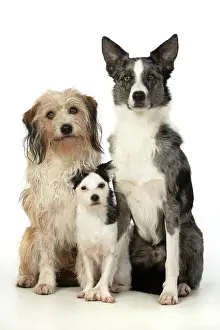 280220: Three dogs sitting in the studio, Cross Breed