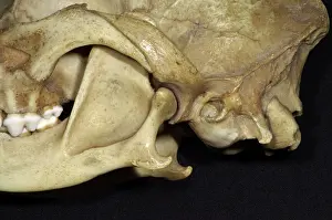 John K Henwood M.r.c.v.s: Dog's Skull - Close Up View showing the articulation