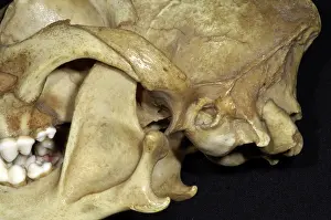 John K Henwood M.r.c.v.s: Dog's Skull - Close Up View showing dislocation