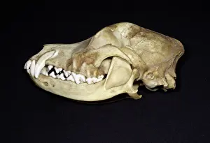 John K Henwood M.r.c.v.s: Dog's Skull Left side - Left side with bone over