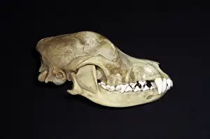 John K Henwood M.r.c.v.s: Dog's Skull Right Side