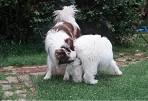 Greeting: DOGS - Sniffing each other