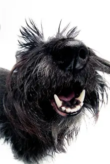 Snouts: Dog's snout, Scottish Terrier, black