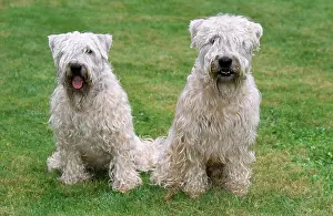 Wheaten: DOGS - Soft Coated Wheaten Terrier, sitting on grass