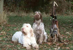 Spinone: DOGS - Spinone X2 with dead Duck and Pheasant