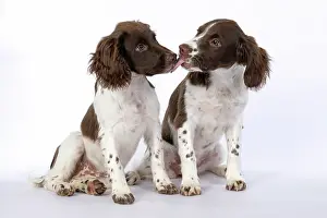 15 Weeks Old: DOGS. Springer Spaniel puppies 15 weeks old