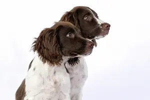 15 Weeks Old: DOGS. Springer Spaniel puppies 15 weeks old