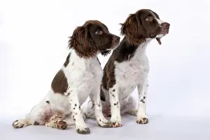15 Weeks Old: DOGS. Springer Spaniel puppies 15 weeks old