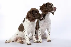 15 Weeks Old: DOGS. Springer Spaniel puppies 15 weeks old