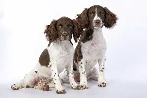 15 Weeks Old: DOGS. Springer Spaniel puppies 15 weeks old