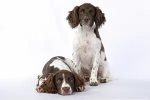 15 Weeks Old: DOGS. Springer Spaniel puppies 15 weeks old