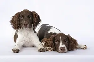 15 Weeks Old: DOGS. Springer Spaniel puppies 15 weeks old