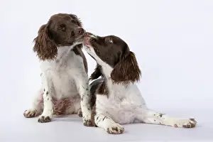 Kissing: DOGS. Springer Spaniel puppies 15 weeks old