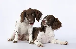 15 Weeks Old: DOGS. Springer Spaniel puppies 15 weeks old